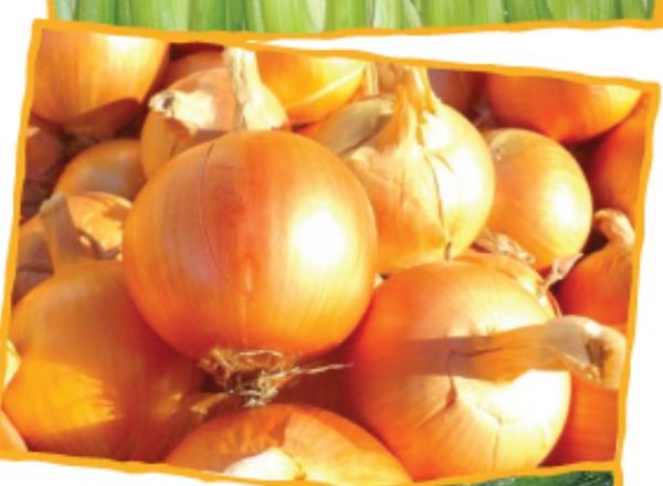 Onions from 호주 supplied by The Fresh Connection SP Pty Ltd - Yellow 신선 양파