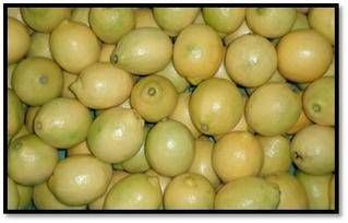 Fresh Lemon from 남아프리카공화국 supplied by Grown4U - Whole 신선 레몬