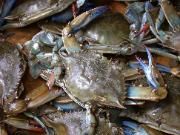 Crabs from United States supplied by La Blue Crab & Crawfish - Fresh (=Chilled=Raw) Fresh Crab