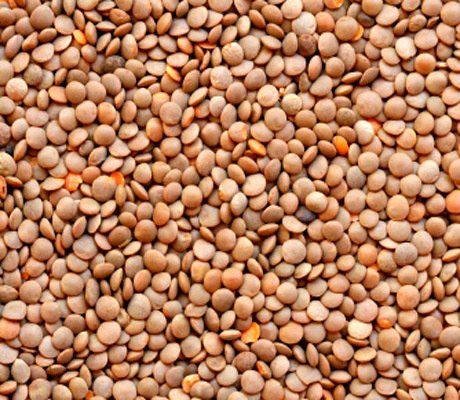 Brown Lentils from 러시아 supplied by LLC Agrochiminvest - Unhulled 말린 렌틸
