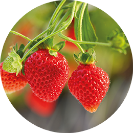 Fresh Strawberries from 프랑스 supplied by FRUITS ROUGES & CO - Whole 신선 딸기