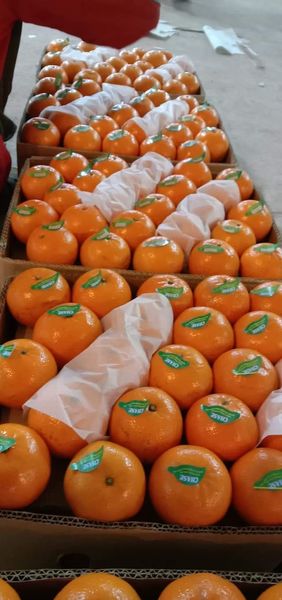 Orange Mandarin from Pakistan supplied by Sky Links International - For juice Fresh Orange