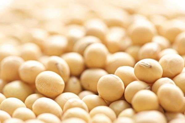 Soybean from 스페인 supplied by Graneros De Fuerteventura, S.A. - Rolled 대두