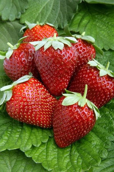 Strawberries from Egypt supplied by First choice - Fresh (=Chilled) Fresh Strawberry
