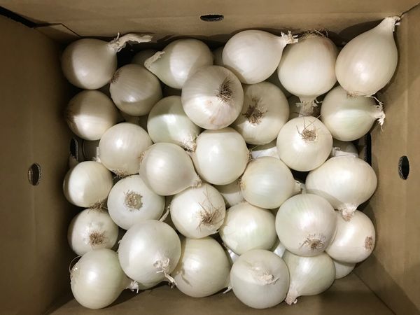 Onion from 호주 supplied by Exports of Australia Pty Ltd - 신선 양파