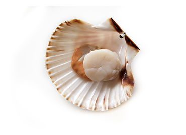 Frozen Sea Scallop from 캐나다 supplied by Montreal Fish Company - Frozen 냉동 가리비