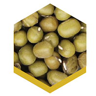 Green Mung Bean from 아르헨티나 supplied by Establecimiento San Patricio S.A. - PP Bags (50kg) 말린 녹두