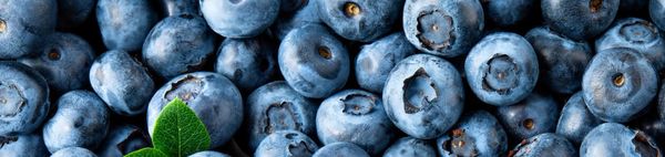 Blueberry from Spain supplied by Fresh Pack Okanagan Fruit Ltd. - Blue Fresh Blueberry