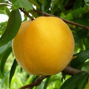 Nectar Gold from 남아프리카공화국 supplied by Graaff Fruit - Yellow Flesh 신선 복숭아