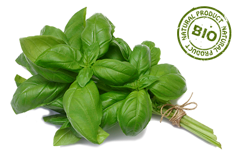 Basil from 남아프리카공화국 supplied by Arava Export Growers Ltd. - Green 바질