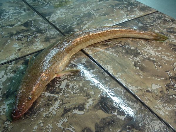 Flathead (Percophis Brasiliensis) from 아르헨티나 supplied by Coomarpes LTDA - With Bone 숭어(Grey Mullet)