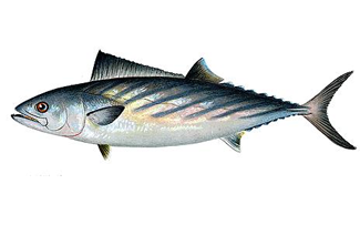 Bonito - Sarda Sarda from 튀르키예 supplied by FAT BALIKÇILIK - Vacuum Packed (=VAC) 냉동 가다랑어