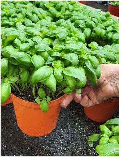 Spinach from Italy supplied by Parma Vivai - Whole Fresh Spinach