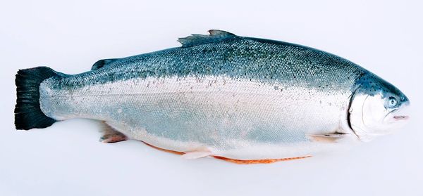 Fresh Trout from Norway supplied by Jandis Seafood - Head Frozen Trout