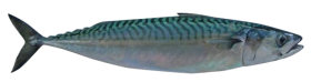 Mackerel from 가나 supplied by Feoga Company - Atlantic Mackerel (=Scomber scombrus =Boston Mackerel) 신선 고등어