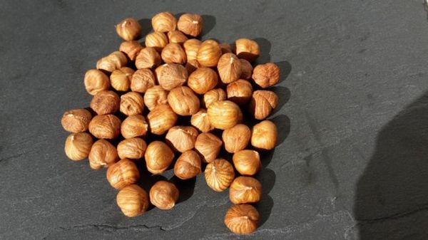 Piedmont PGI Hazelnut from 이탈리아 supplied by TRADIFRUIT - Shelled (=Kernel) 헤이즐넛 알맹이