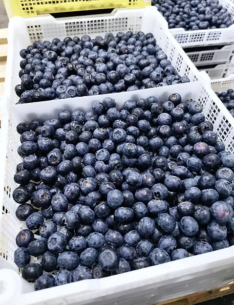 Blueberries from 남아프리카공화국 supplied by FVC International - Blue 신선 블루베리