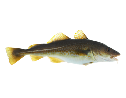 Fresh Cod from Norway supplied by NOR SEAFOODS AS - Atlantic Cod (=Gadus morhua) Frozen Cod