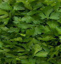 Flat parsley from 폴란드 supplied by RUN-CHŁODNIA we Włocławku Sp. z o.o. - As per customer's request 파슬리