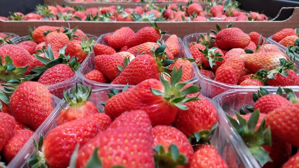 Strawberry from Portugal supplied by Delícias do Tojal - Comercializacão e Transformação de Produtos Agrícolas Lda - Red Fresh Strawberry