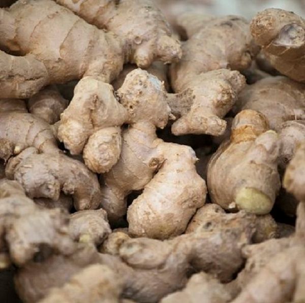 Fresh Ginger Oil - Van Aroma (FG-001) from 인도네시아 supplied by Van Aroma - High Quality 진저 오일