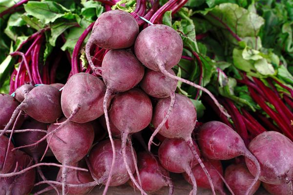 Beetroot from Poland supplied by AGROSAD sp. z o.o. - Red Fresh Beetroot