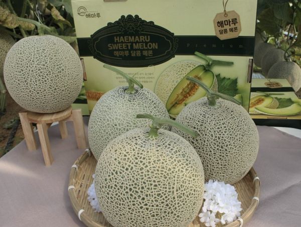 watermelon from 대한민국 supplied by Korea Agricultural Data Co., Ltd. - 좋은 품질 신선 멜론(머스크 멜론)