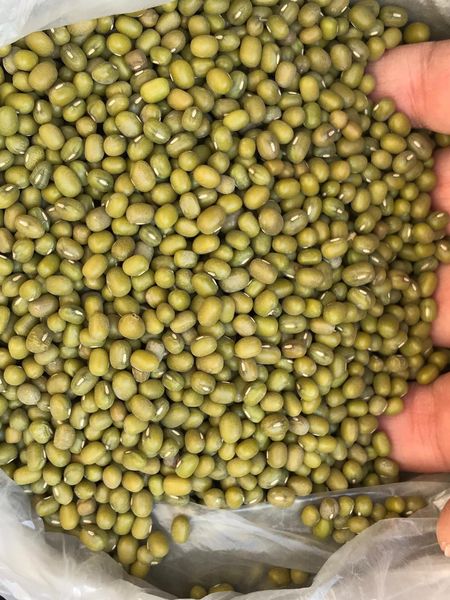 Green Mung beans from 우즈베키스탄 supplied by DelWin - 3 (>12-15 cm) 말린 일반 콩