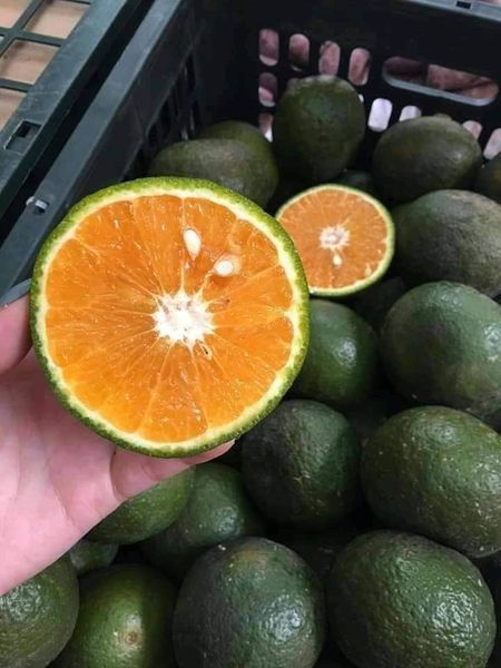 Orange from 베트남 supplied by Bao Minh Farm - Sweet Varieties 신선 오렌지