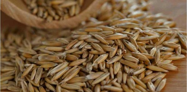 Rye from Germany supplied by P. Krücken Organic GmbH - Kernel Rye