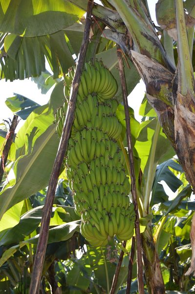Banana from South Africa supplied by BRIDELIA GROUP - Green Fresh Banana