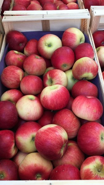 Fresh Apple from France supplied by Les Fruits de Camille - Chantecler (=Belchard) Fresh Apple