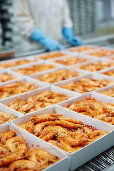 Fresh Shrimp from Denmark supplied by Butler's Choice - Vacuum Packed (=VAC) Frozen Common Shrimp & Prawn