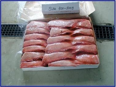 Frozen Redfish from Iceland supplied by Norlandia - Frozen - Raw Frozen Frozen Redfish