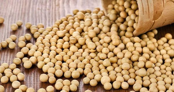 Soybean Seeds from Ukraine supplied by Falkon Agro - Seed Soybean