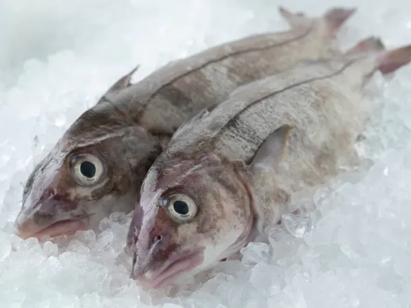 Haddock from Ireland supplied by O Cathain Iasc Teo - Fresh (=Chilled=Raw) Fresh Haddock