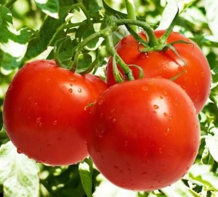 Tomato from China supplied by Hebei Shenhua Agricultural Development Co., Ltd. - Red Fresh Tomato
