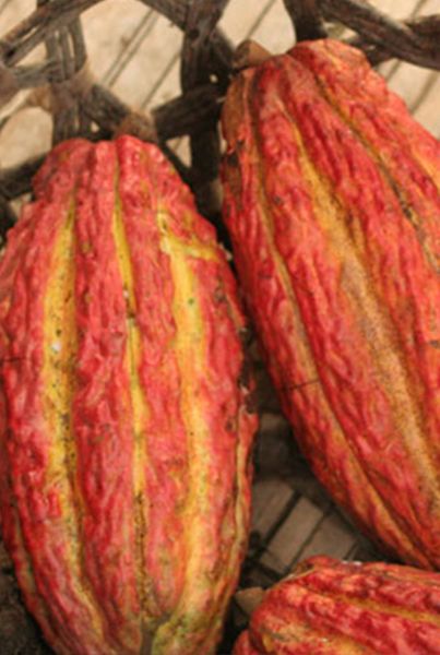 Whole Cocoa Beans from 에콰도르 supplied by Agro Manobanda Hnos. S.A. - 신선함(=냉장) 코코아콩