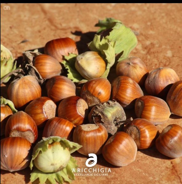 Hazelnut from 이탈리아 supplied by A Ricchigia S.r.l. - Peeled 헤이즐넛 알맹이