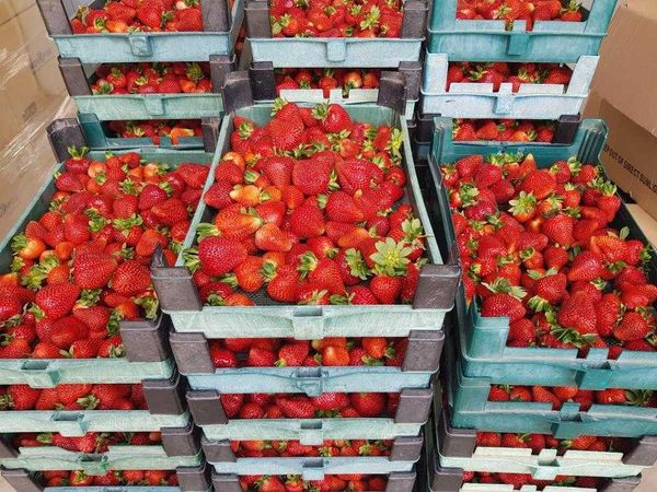 Strawberry from 이집트 supplied by Agrismart For Agricultural Development - Sensation (Florida 127) 신선 딸기
