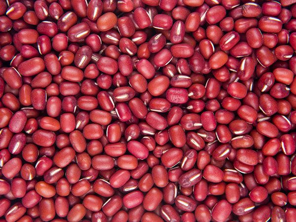 Mung Beans from 호주 supplied by Deacon Seeds - Red 말린 녹두