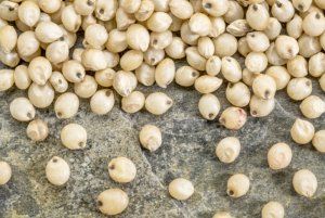 Sorghum from 우크라이나 supplied by Palmira Plus LLC - Dried 수수