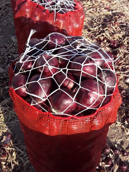 Red Onion from Turkiye supplied by HATTİ TEKNOLOJİ DANIŞMANLIK SAN. VE TİC. A.Ş - Light Red Fresh Onion