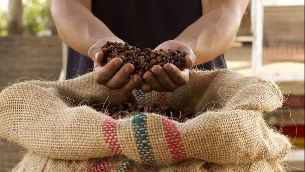 Traditional Coffee from 콜롬비아 supplied by Those Coffee People - Jute Sack (Jute Bags) 생원두