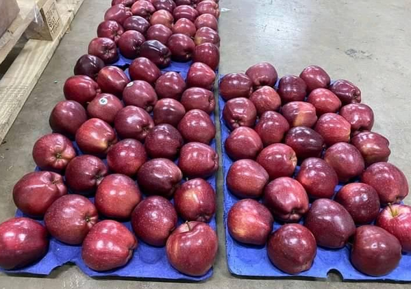 Fresh Yahyalı Apple from 튀르키예 supplied by Ozkan Trading - 매우 좋음 신선 사과