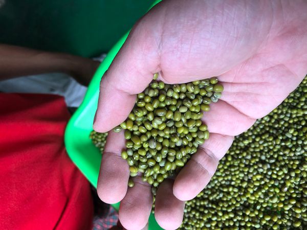 Green Mung Bean from 미얀마 [버마] supplied by Great Luck Co.,Ltd - As per customer's request 말린 녹두