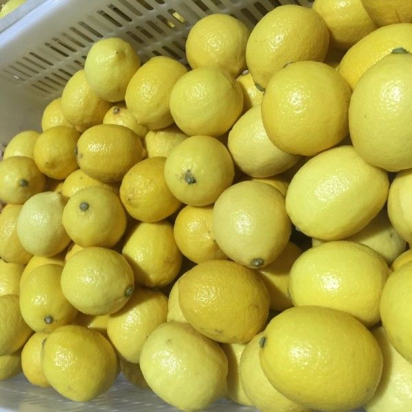 Fresh Lemon from 중국 supplied by Jiangxi Hongyuan Fruit Industry - Whole 신선 레몬