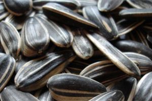 Pumpkin Seed from Germany supplied by SIGCO Warenhandelsgesellschaft mbH - Whole Pumpkin Seed
