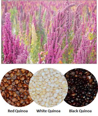 Quinoa from Bolivia supplied by Andean Grain - Bolivian Quinoa