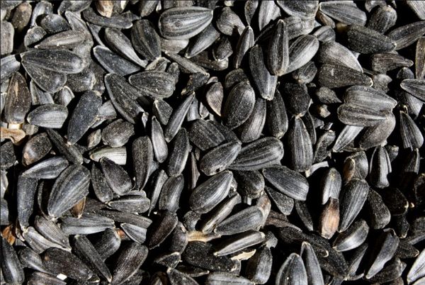 Sunflower Seed from 폴란드 supplied by WacMac - Whole 해바라기 씨